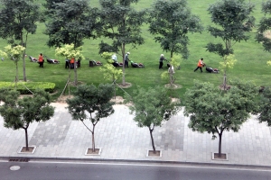 Formation grass cutting near Beijing Airport