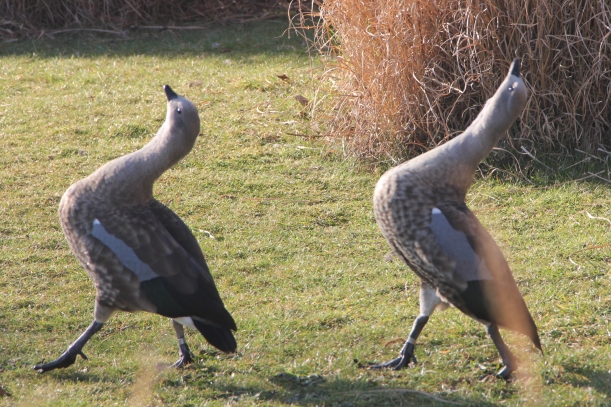 Strutting Geese at Wildfowl and Wetlands Trust, Barnes, London.