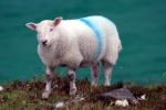 Sheep on Isle of Harris
