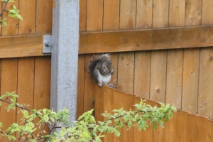 Squirrel on the fence