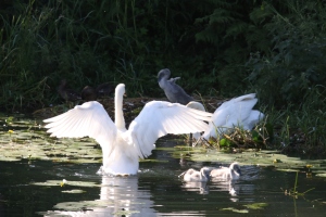 Swan stretching their wings on the Forth & Clyde Canal
