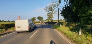 Cows crossing at Lugton