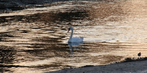 Swan on Llyn Bach, Porthmadog