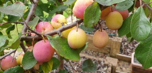 Plums ready for harvest