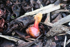 Initial rhubarb sprout