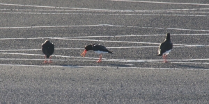 Three Oystercatchers in the car at Hunterston B