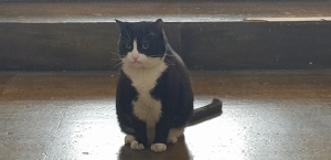 Hodge the Cat at Southwark Cathedral. A black and white on the steps of the Southwark Cathedral Tower Space.
