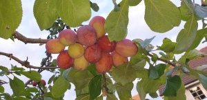 Ripening Plums on a tree