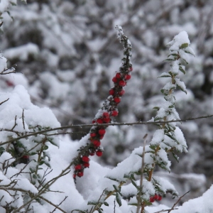 Snow on the Cotoneaster
